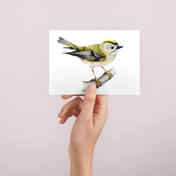 Yellow Crowned Kinglet Bird Wall Art Watercolor Illustration Print Unframed - Picture 3 of 5